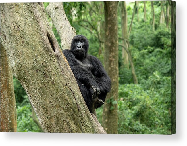 Gorilla Acrylic Print featuring the photograph Matabishi, Senkwekwe Centre by Nicholas Phillipson