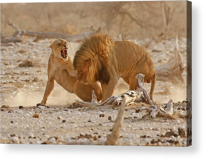 Mating Lions Acrylic Print featuring the photograph Mating Lions having a conflict of interest by MaryJane Sesto
