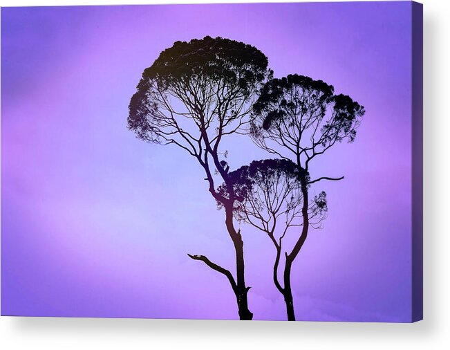 Mauve Morning Acrylic Print featuring the photograph Mauve Morning by Susan Maxwell Schmidt