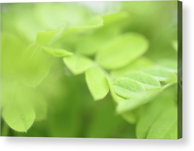 Green Leaves Acrylic Print featuring the photograph May Gardens-Fuzzy Green Leaves by Leanna Kotter