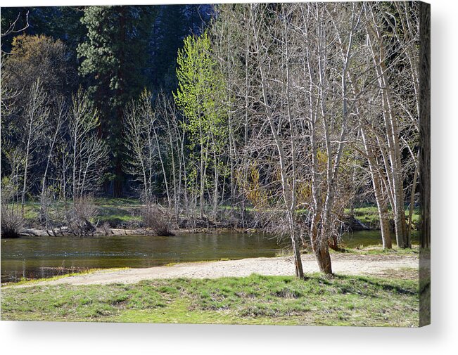 Yosemite Acrylic Print featuring the photograph Merced River Afternoon by Eric Forster