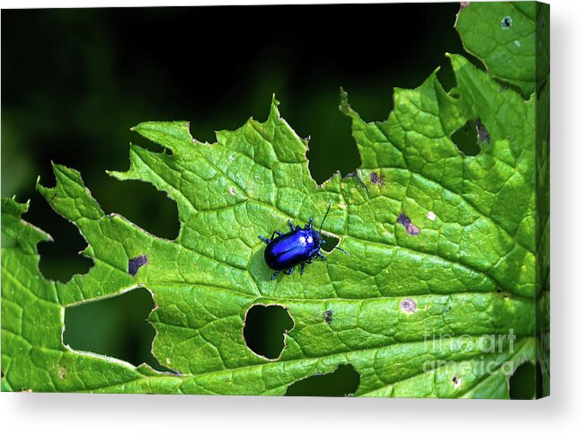 Agriculture Acrylic Print featuring the photograph Metallic Blue Leaf Beetle On Green Leaf With Holes by Andreas Berthold