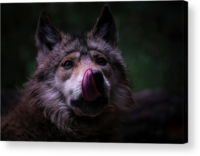 Wolf Acrylic Print featuring the photograph Mexican Grey Wolf 10 by Ernest Echols