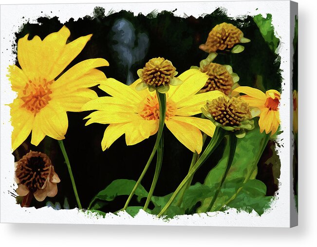 Flower Acrylic Print featuring the digital art Mexican Sunflower by Chauncy Holmes