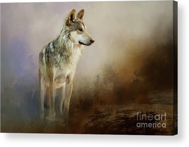 Zoo. Mexican Wolf Acrylic Print featuring the mixed media Mexican Wolf Beauty by Ed Taylor