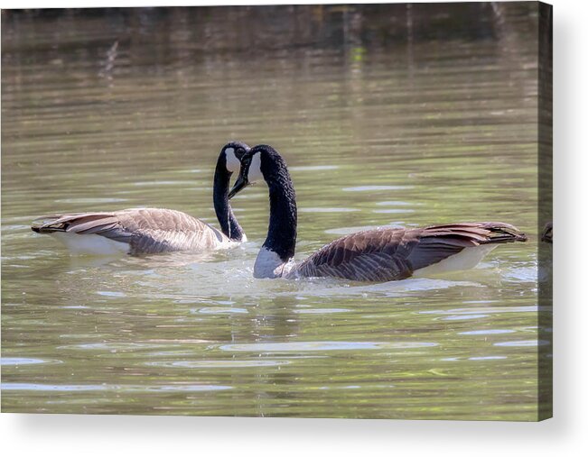 Canada Geese Acrylic Print featuring the photograph Mi Amor - Canada Geese Mating Ritual by Susan Rissi Tregoning