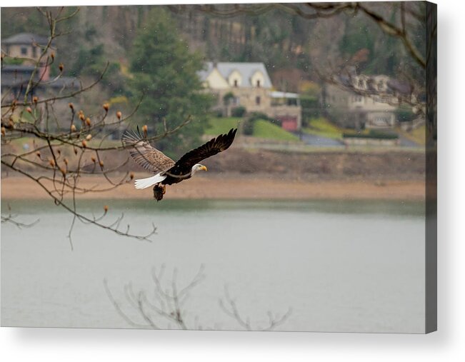 Bald Eagle Acrylic Print featuring the photograph Million Dollar View by Robert J Wagner