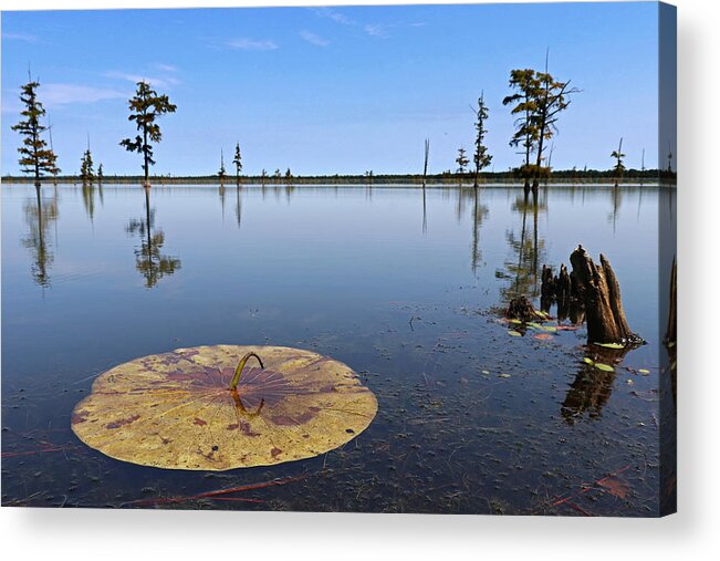 Mingo Wildlife Refuge Acrylic Print featuring the photograph Mingo Lily Pad by Mark Berman