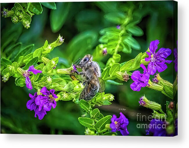 Bees Acrylic Print featuring the photograph Mining Bee In Mexican Heather by DB Hayes