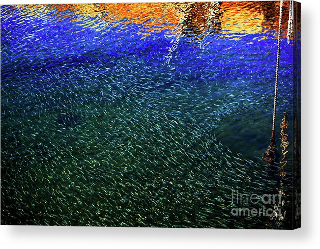 Minnows Acrylic Print featuring the photograph Minnows in Color by Dianne Morgado