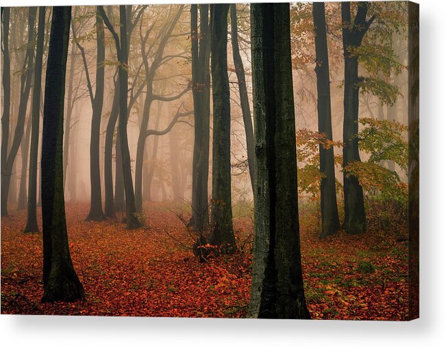 Balkan Mountains Acrylic Print featuring the photograph Misty Autumn Forest by Evgeni Dinev
