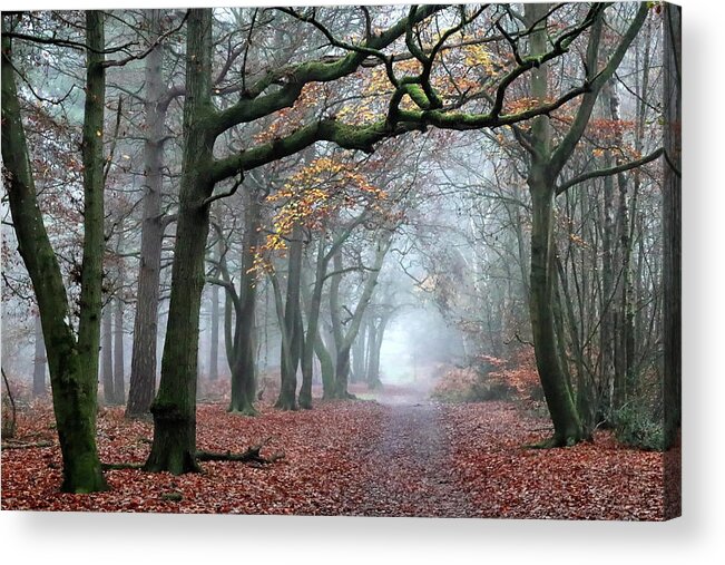 Landscape Acrylic Print featuring the photograph Misty Woods by Shirley Mitchell