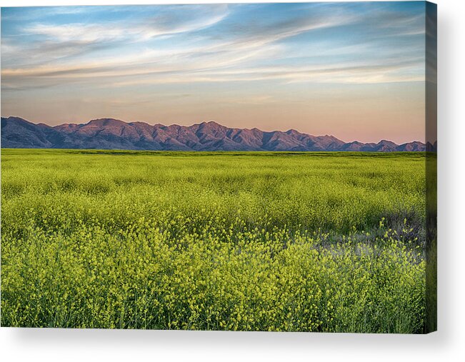 Sunset Colors Acrylic Print featuring the photograph Mustard Blooms at Sunset by Dave Dilli