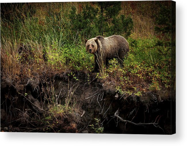 Landscape Acrylic Print featuring the photograph Moma Bear on North Fork by Craig J Satterlee