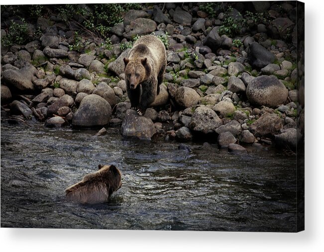 Grizzly Acrylic Print featuring the photograph Moma Bear Scolding Baby Bear by Craig J Satterlee
