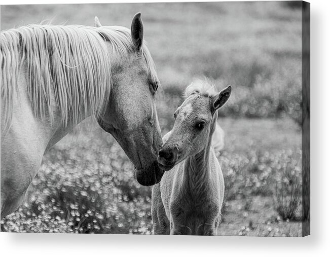 Horse Acrylic Print featuring the photograph Momma's kisses are best by Jamie Tyler