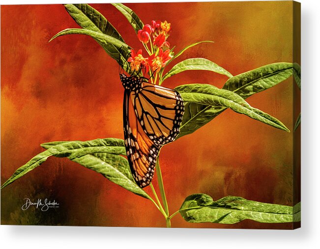 Monarch Butterfly Acrylic Print featuring the photograph Monarch Butterfly on Milk Weed by Diane Schuster