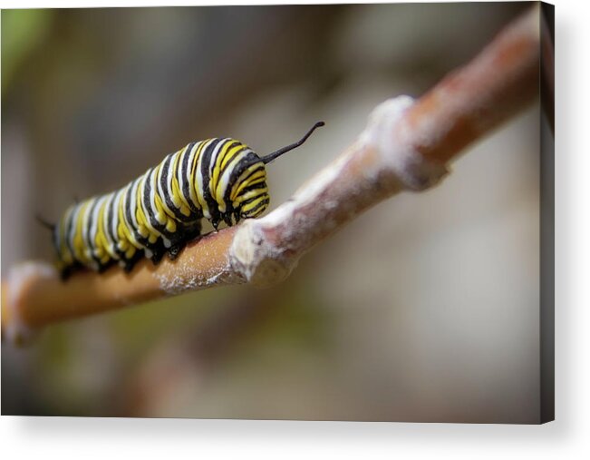 Monarch Acrylic Print featuring the photograph Monarch Caterpillar on the Move by Bonny Puckett