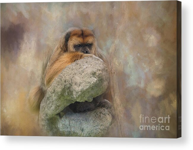 Monkey Acrylic Print featuring the photograph Contemplating the View Textured by Amy Dundon