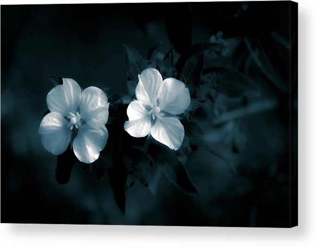 Floral Acrylic Print featuring the photograph Monochrome Duo by Mireyah Wolfe
