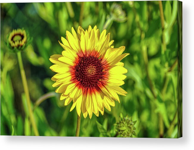 Flower Acrylic Print featuring the photograph Montana Blanket Flower by Wes Hunt