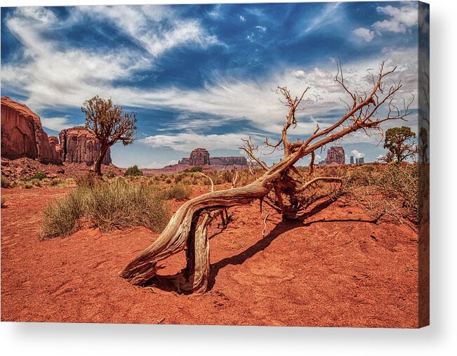 Plant Acrylic Print featuring the photograph Monument Valley 02 by Micah Offman