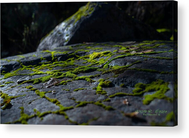 Landscape Acrylic Print featuring the photograph Moonlit Moss by Devin Wilson