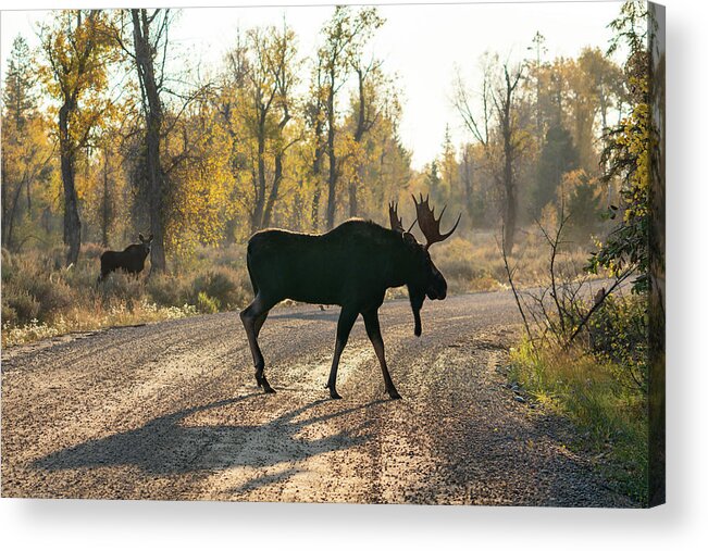 Moose Acrylic Print featuring the photograph Moose in the Road by Wesley Aston