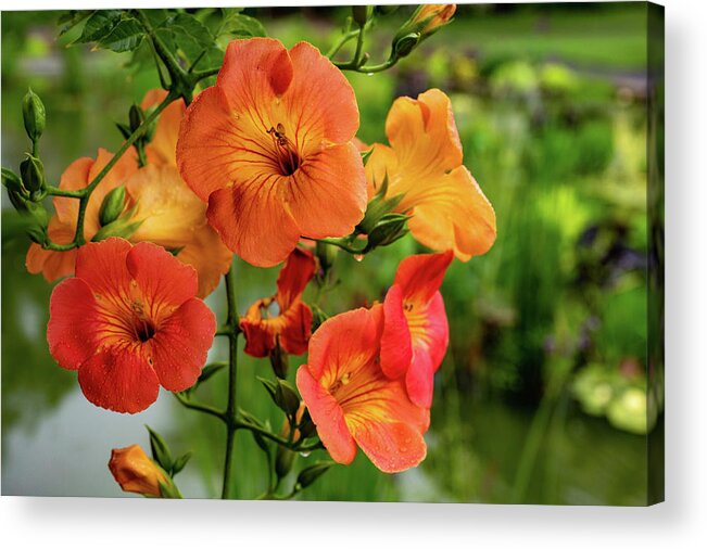 Campsis Grandiflora 'morning Calm' Acrylic Print featuring the photograph Morning Calm by Kevin Suttlehan