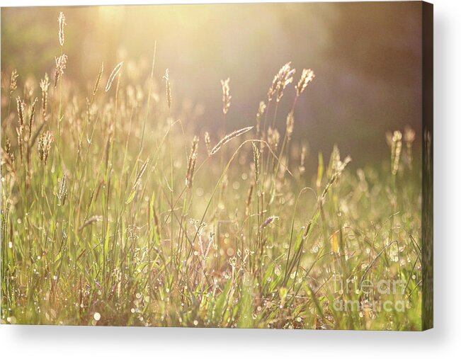 Meadow Acrylic Print featuring the photograph Morning Dew by Alyssa Tumale