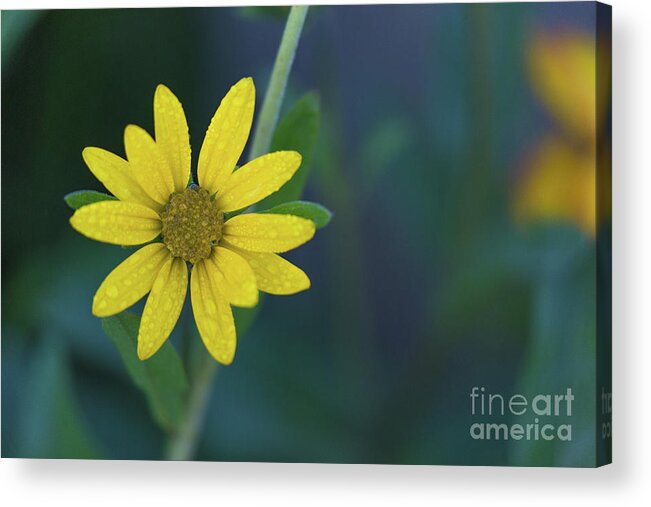  Acrylic Print featuring the photograph Morning Dew by Vincent Bonafede