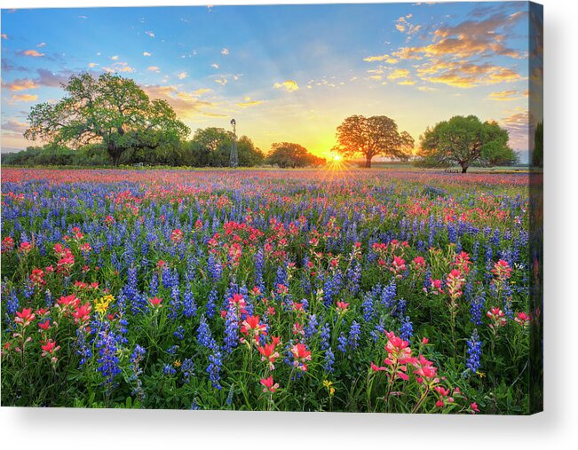 Wildflowers Acrylic Print featuring the photograph Morning Glory of Spring Texas Wildflowers 3192 by Rob Greebon