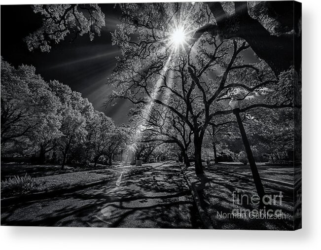 Houston Acrylic Print featuring the photograph Morning Sun on Sunset Blvd by Norman Gabitzsch