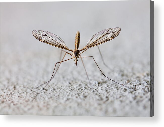 Insect Acrylic Print featuring the photograph Mosquito by ElrondPeredhil