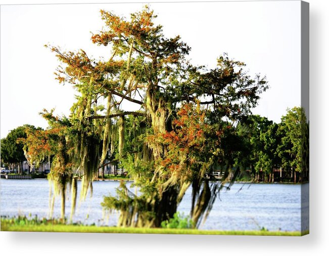 #moss Acrylic Print featuring the photograph Moss Covered Tree on a Riverbank by Philip And Robbie Bracco