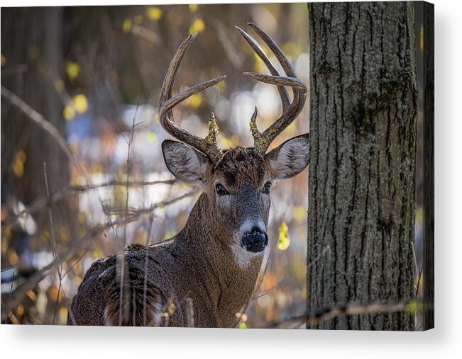 Buck Acrylic Print featuring the photograph Mossy Tines by James Overesch