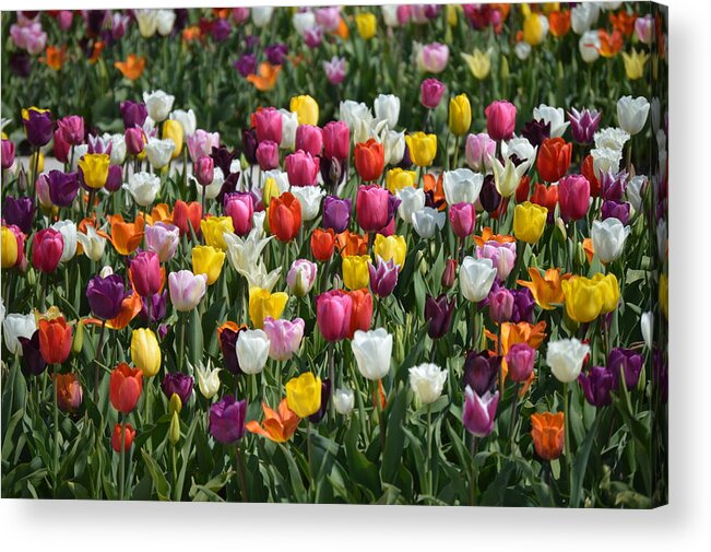 Tulips Acrylic Print featuring the photograph Motely by Thomas Schroeder
