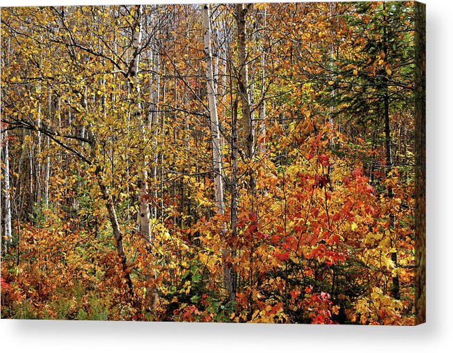 Fall Acrylic Print featuring the photograph Mother Nature in her Fall Glory by Sandra Huston