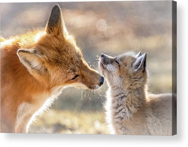 Red Fox Acrylic Print featuring the photograph Mothers Love by James Overesch