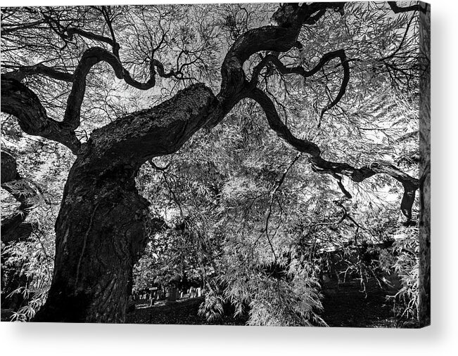 Mount Acrylic Print featuring the photograph Mount Auburn Cemetery Japanese Maple Tree Fall Foliage Cambridge MA Sunrise Reaching for the Sky BW by Toby McGuire