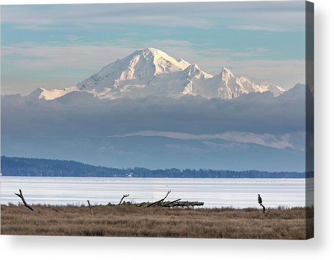 Bald Eagles Acrylic Print featuring the photograph Mount Baker, a Bald Eagle, and Boundary Bay by Michael Russell