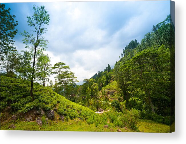 Tropical Tree Acrylic Print featuring the photograph Mountain landscape with tea plantations by Toxawww