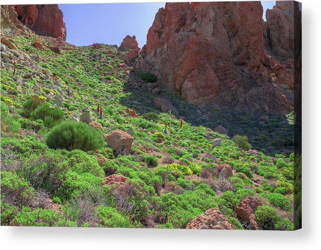 Mountains Acrylic Print featuring the photograph Mountain meadow with buglosses by Sun Travels