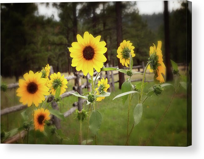 Southwest Acrylic Print featuring the photograph Mountain Sunflowers by Rick Furmanek