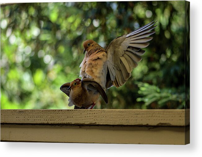 Mourning Dove Acrylic Print featuring the photograph Mourning Dove Making Love by Amazing Action Photo Video