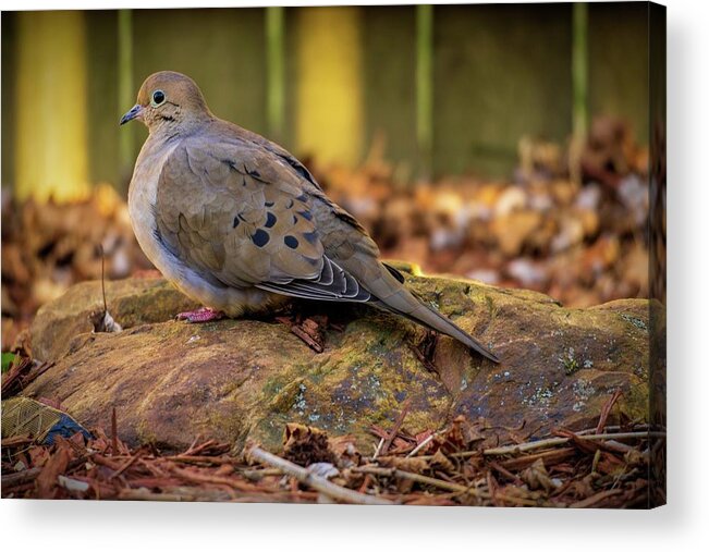Mourning Dove Acrylic Print featuring the photograph Mourning Dove on a Rock by Jason Fink
