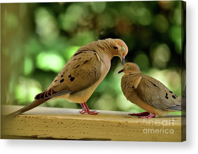 Zenaida Macroura Acrylic Print featuring the photograph Mourning Doves - Eyes Closed in Sensual Expectation by Amazing Action Photo Video