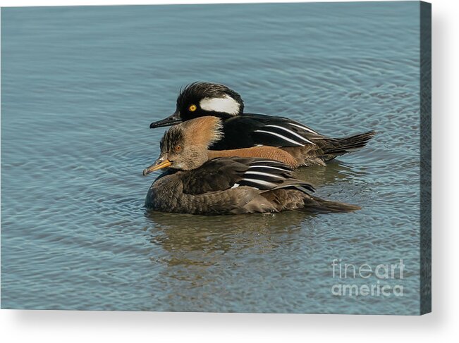 Hooded Merganser Acrylic Print featuring the photograph Mr. and Mrs. Hooded Merganser by Sam Rino