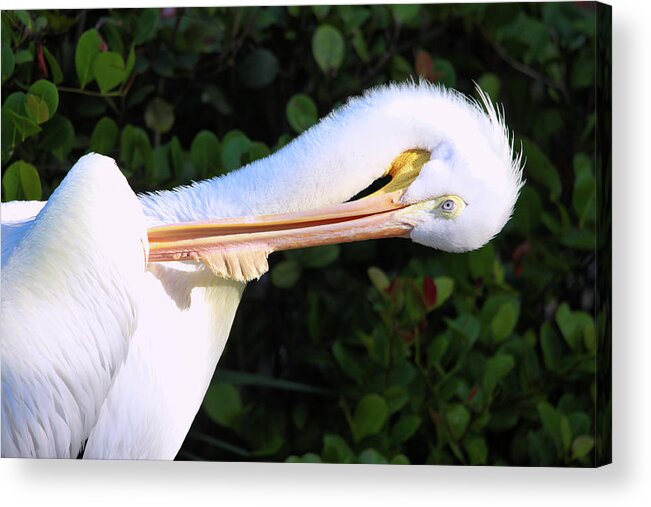 Pelican Acrylic Print featuring the photograph Mr Pelican by Scott Burd