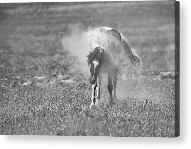 Horse Acrylic Print featuring the photograph Mr T Shaking Off the Dust by Fon Denton